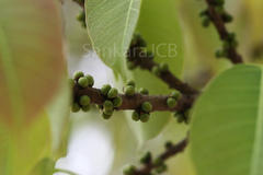 Ficus tsjakela